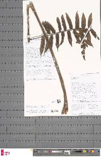 Alsophila serratifolia image
