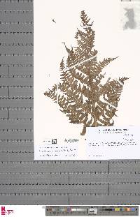 Dryopteris squamiseta image