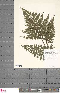 Dryopteris squamiseta image