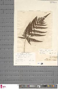 Dryopteris varia image