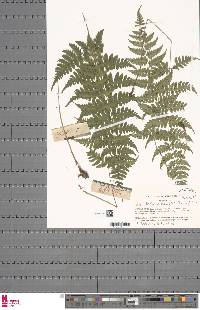 Dryopteris squamiseta image