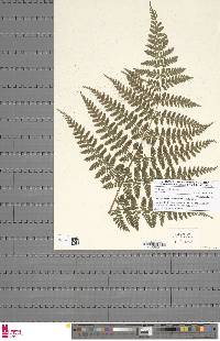 Dryopteris squamiseta image