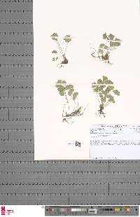 Marsilea villifolia image
