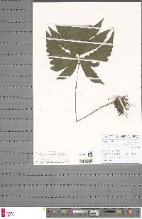 Tectaria angelicifolia image