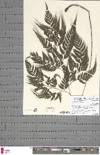 Arachniodes webbiana subsp. foliosa image