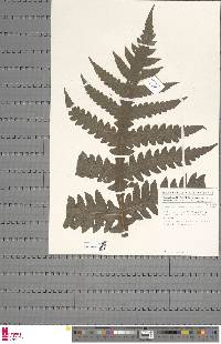 Tectaria camerooniana image