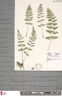 Athyrium scandicinum image