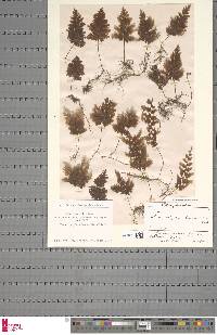 Hymenophyllum fuscum image