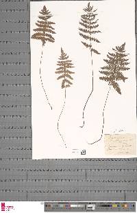 Thelypteris palustris subsp. palustris image