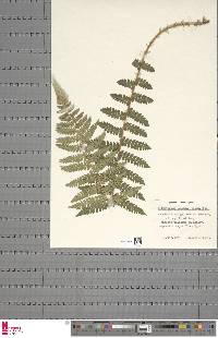 Polystichum braunii image