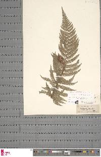 Polystichum setiferum image