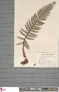 Polystichum aculeatum image