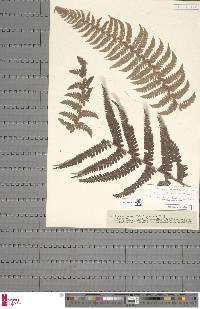 Polystichum setiferum image