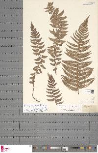 Polystichum setiferum image