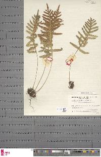 Polypodium cambricum image