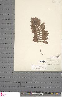 Polypodium cambricum subsp. cambricum image