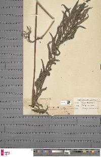Image of Chingia longissima
