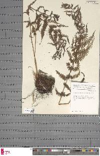 Athyrium distentifolium image