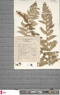 Polystichum braunii image