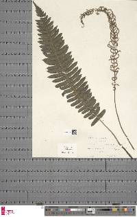 Austroblechnum ivohibense image