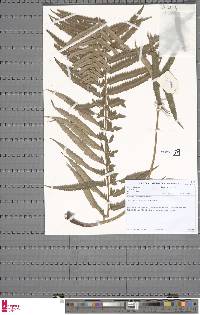 Image of Polystichum macleae