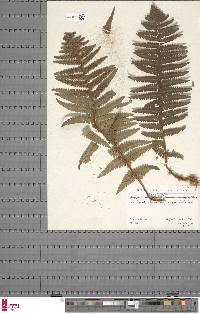 Dryopteris borreri image