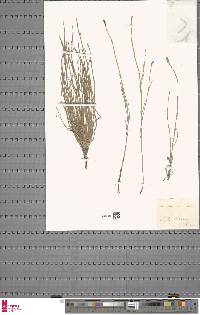 Equisetum ramosissimum subsp. ramosissimum image