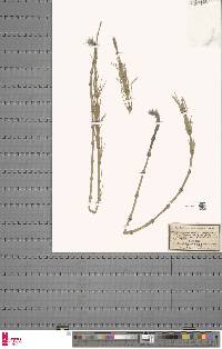 Equisetum x litorale image