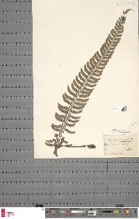 Polystichum lentum image