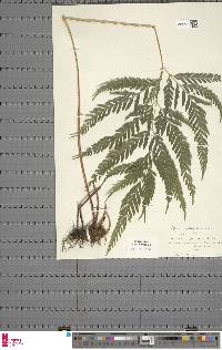 Pteris berteroana image