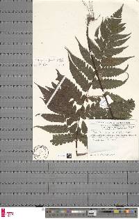 Triplophyllum jenseniae image
