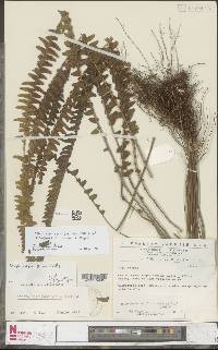 Nephrolepis cordifolia var. pumicicola image