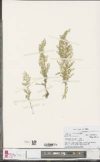 Selaginella leoneensis image
