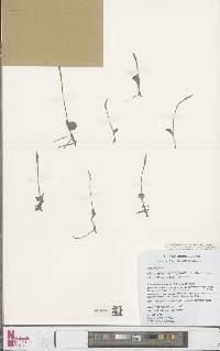 Image of Ophioglossum latifolium