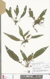 Image of Elaphoglossum chevalieri