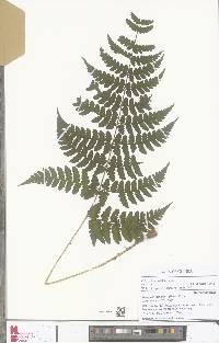 Dryopteris manniana image