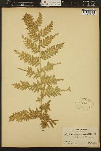 Selaginella exaltata image