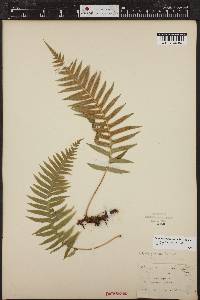 Polypodium glycyrrhiza image