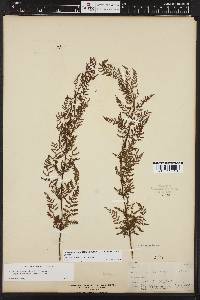 Athyrium americanum image