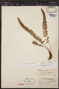 Polystichum scopulinum image