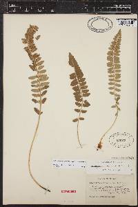 Polystichum scopulinum image