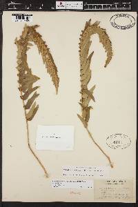 Polystichum imbricans subsp. imbricans image