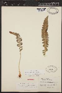 Polystichum scopulinum image