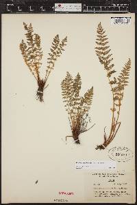 Woodsia scopulina image