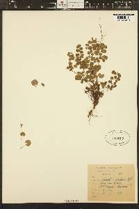 Adiantum hispidulum image