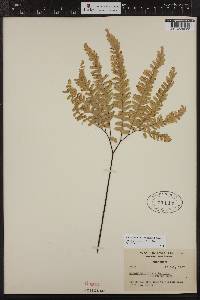 Adiantum aleuticum image