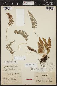 Polypodium amorphum image