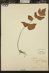 Adiantum macrophyllum image