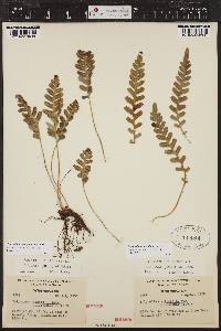 Polypodium amorphum image