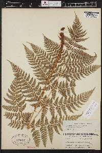 Dryopteris expansa image